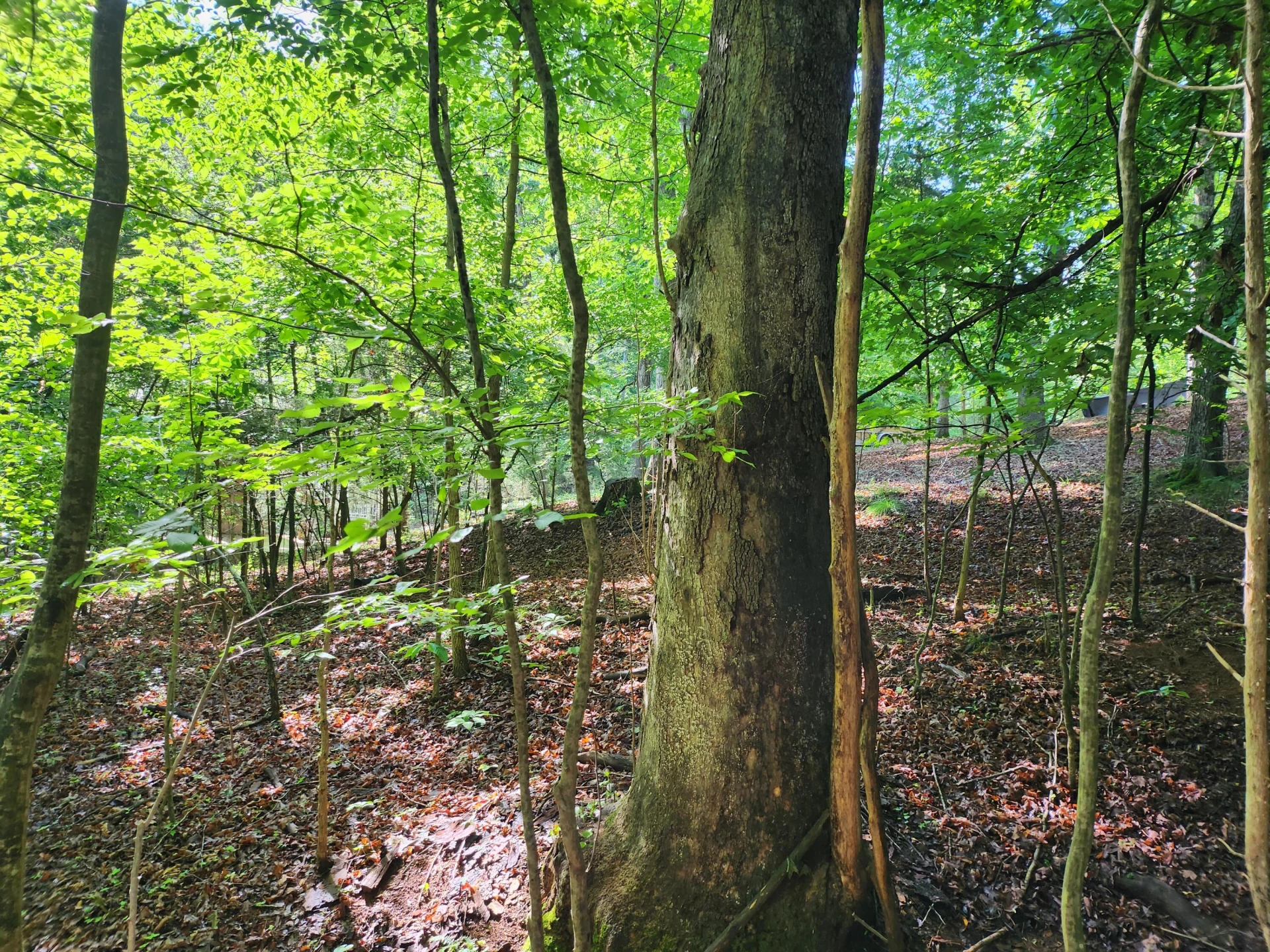 Lot 31 Forest Shores RD - Photo 4