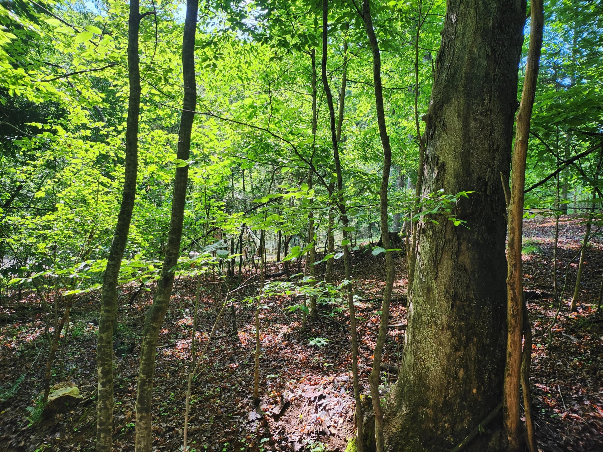 Lot 31 Forest Shores RD - Photo 5