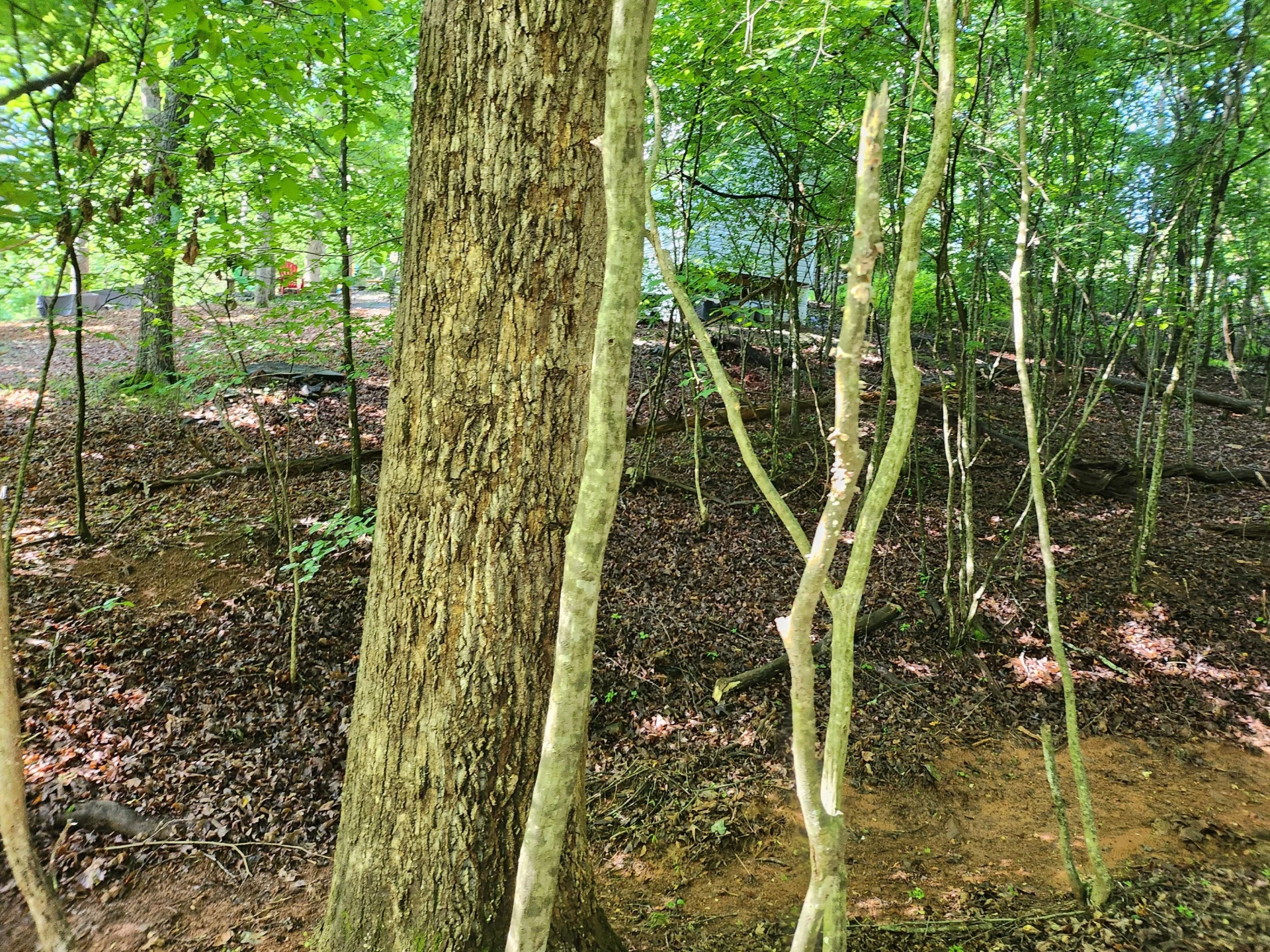 Lot 31 Forest Shores RD - Photo 6
