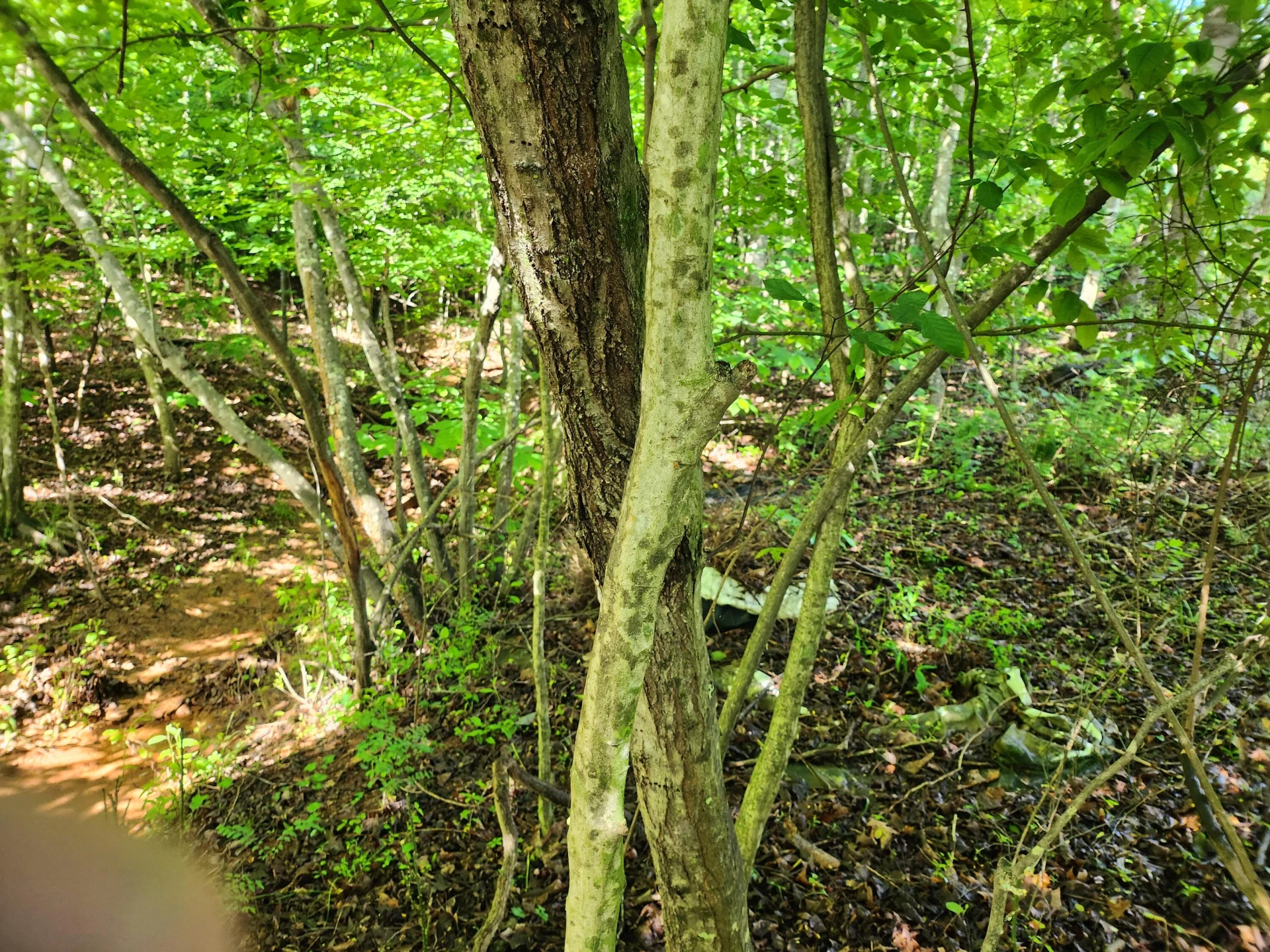 Lot 31 Forest Shores RD - Photo 8