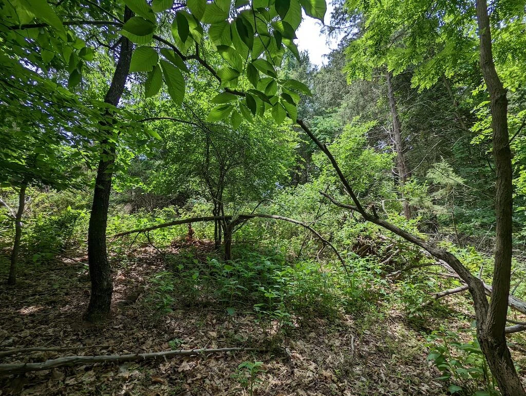 Lot 114 Forest Lawn DR - Photo 8