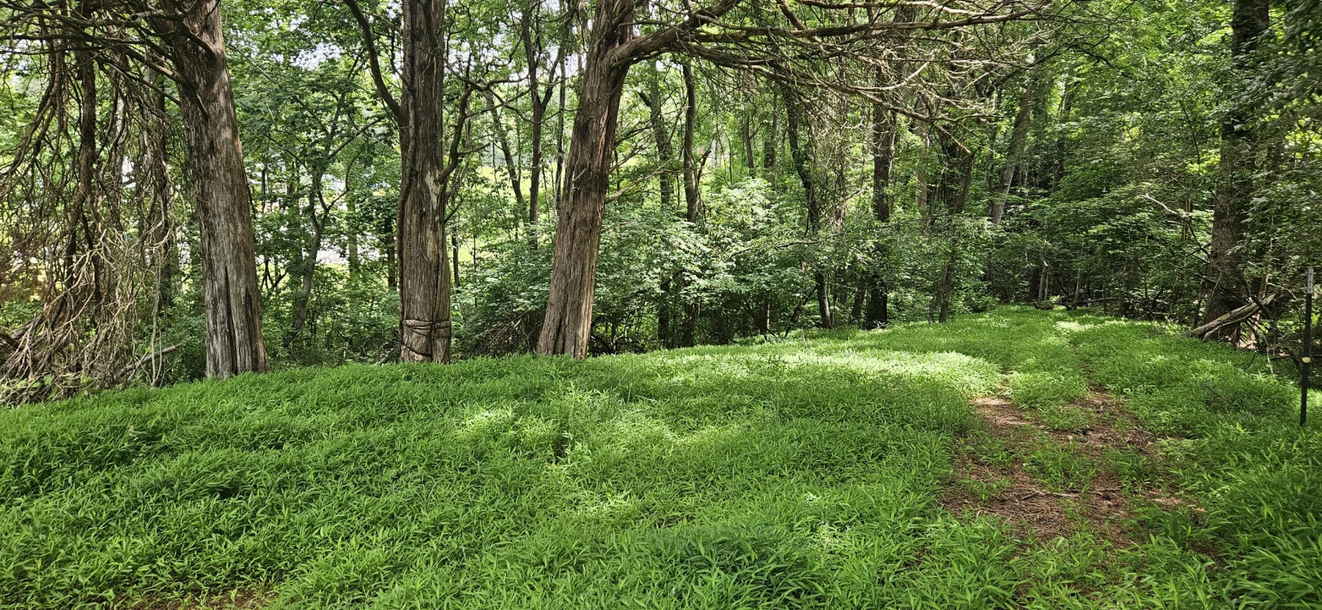 Lot 31-35 Lakeland Pine DR - Photo 8
