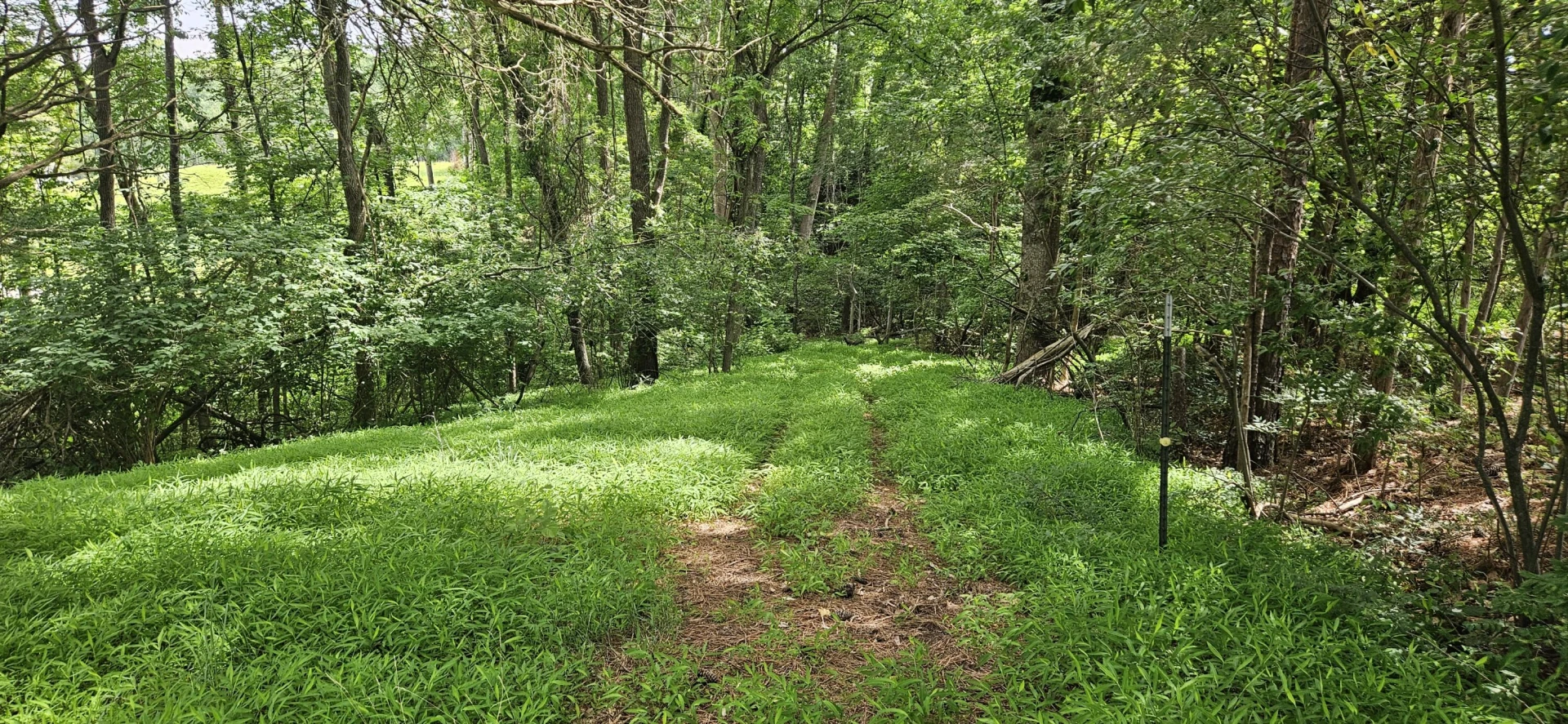 Lot 31-35 Lakeland Pine DR - Photo 9