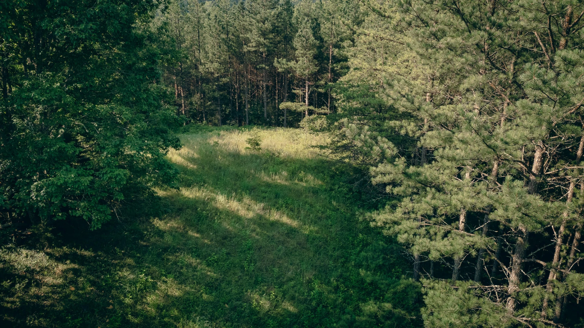 0 Sugar Tree Hollow RD - Photo 10