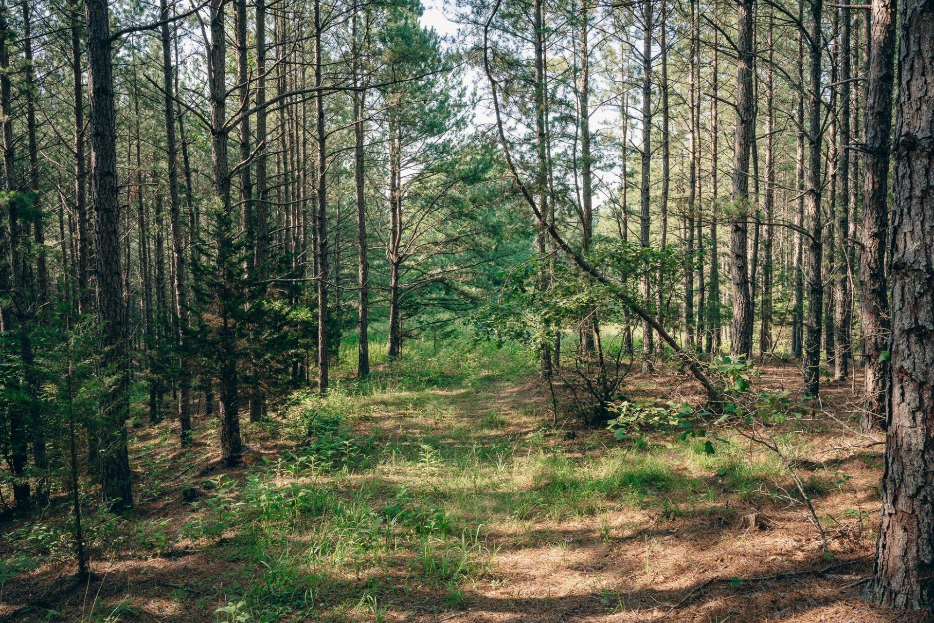 0 Sugar Tree Hollow RD - Photo 11