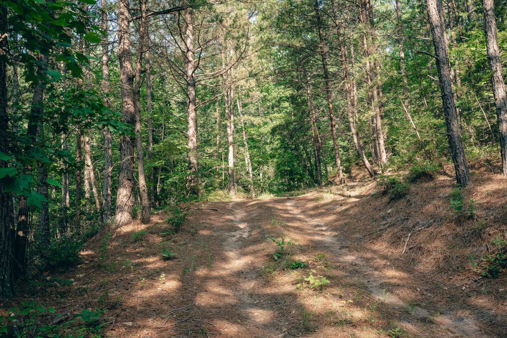 0 Sugar Tree Hollow RD - Photo 12