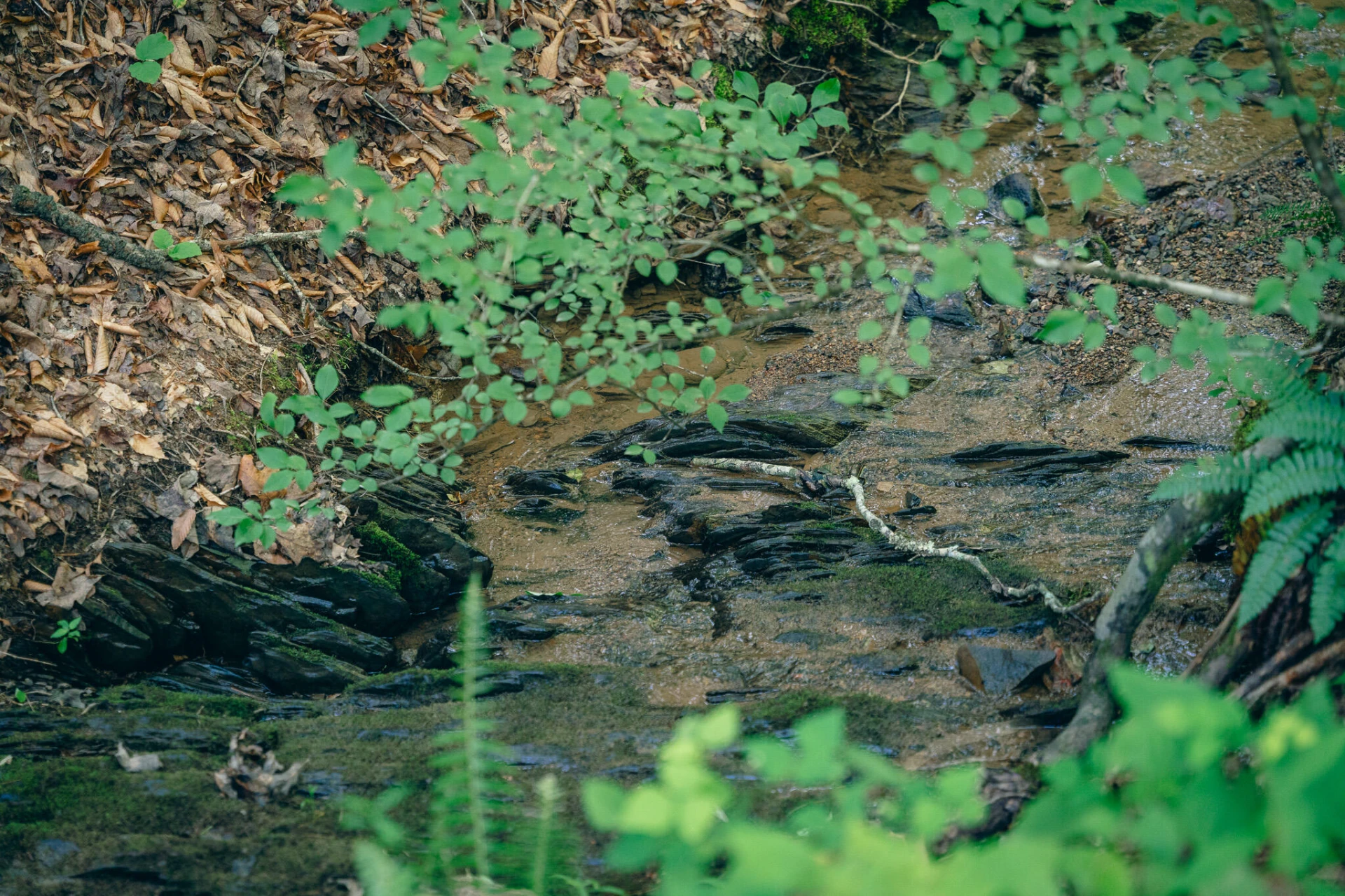 0 Sugar Tree Hollow RD - Photo 13