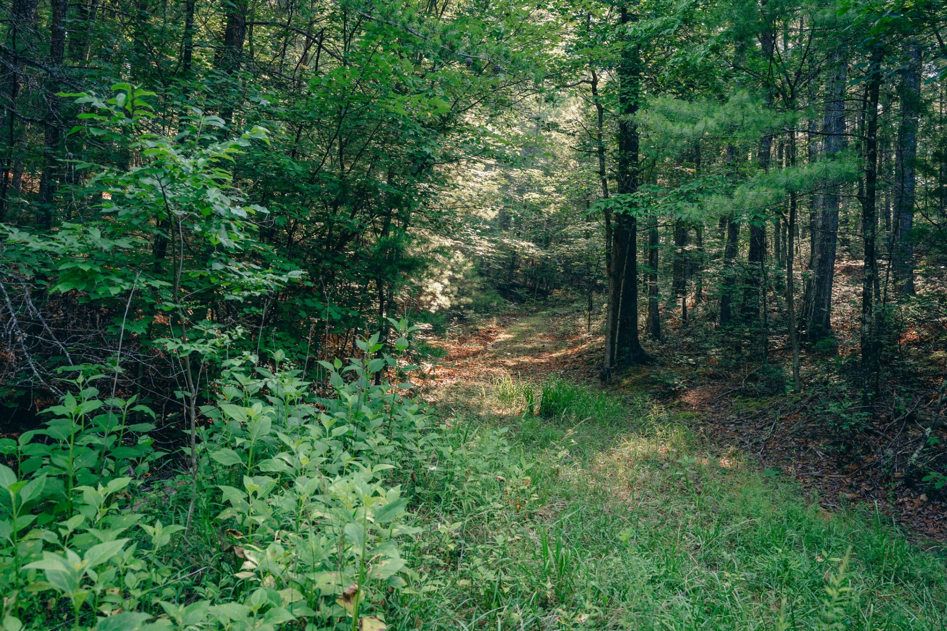 0 Sugar Tree Hollow RD - Photo 15