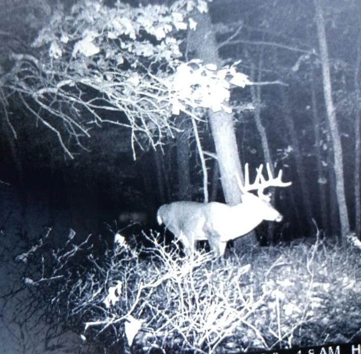 0 Sugar Tree Hollow RD - Photo 30