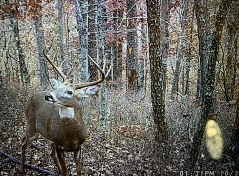 0 Sugar Tree Hollow RD - Photo 33