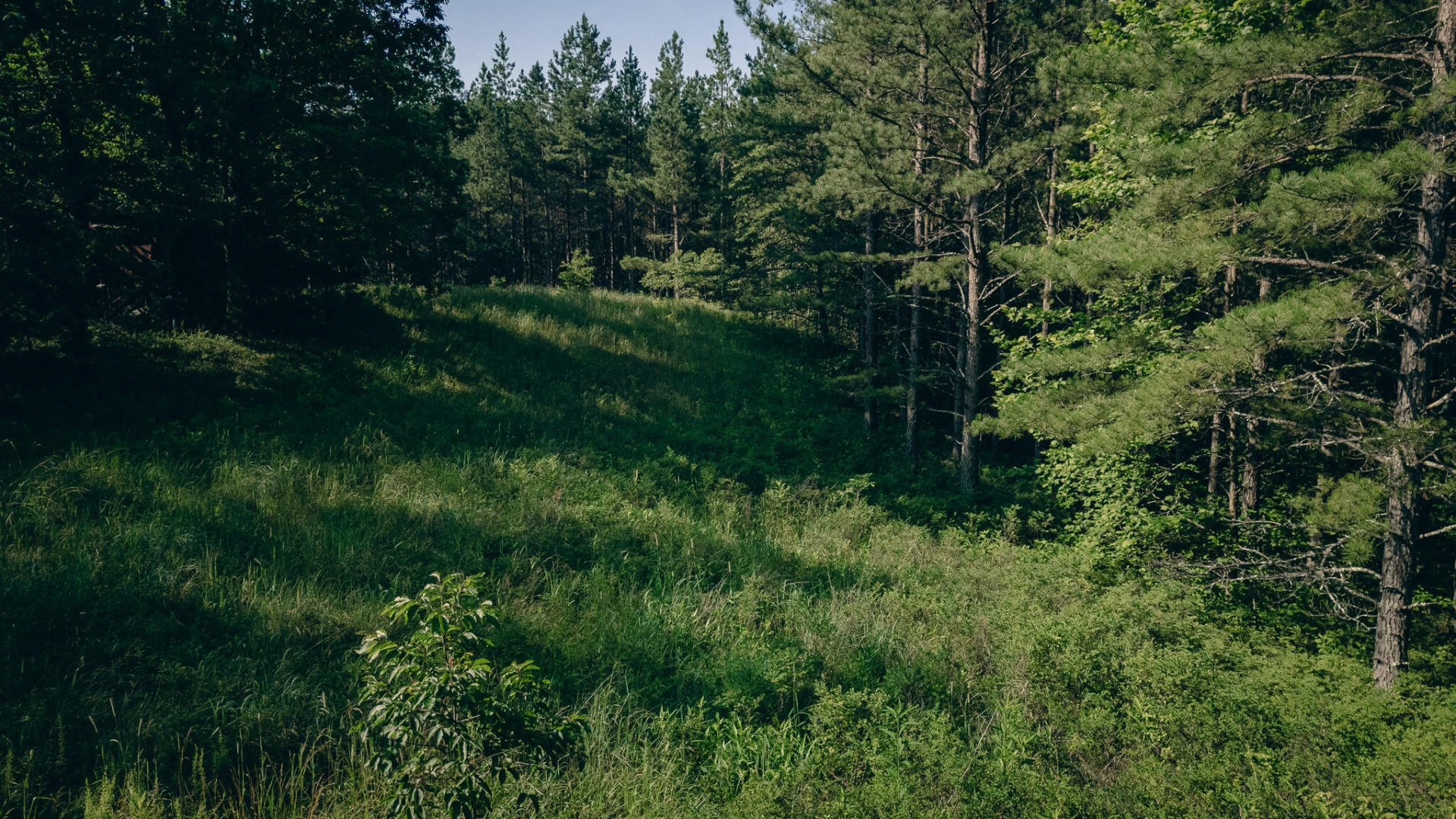 0 Sugar Tree Hollow RD - Photo 5