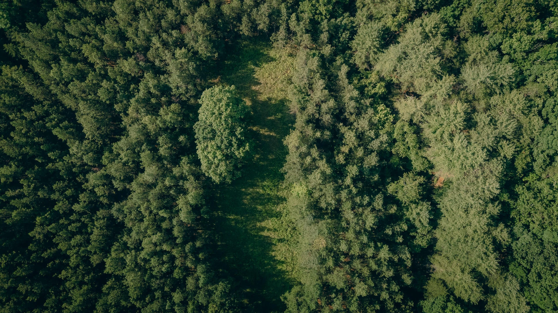 0 Sugar Tree Hollow RD - Photo 9