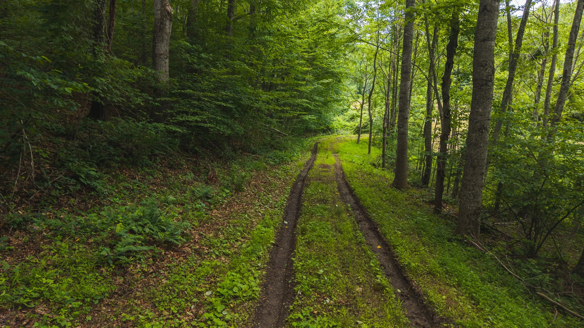 0 Ferney Creek RD - Photo 15