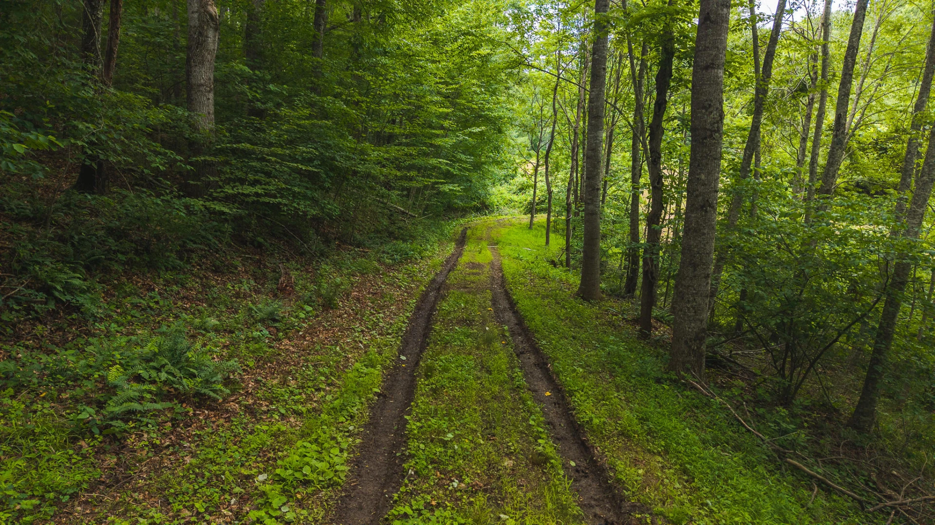 0 Ferney Creek RD - Photo 16