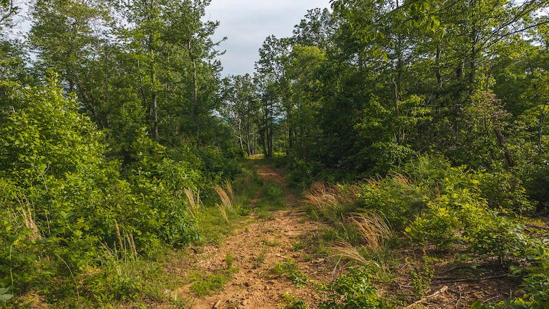 Lot 1 Shortcut DR - Photo 19