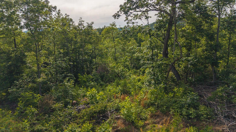 Lot 1 Shortcut DR - Photo 20