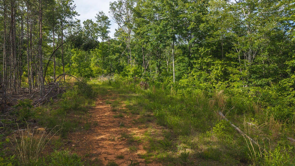 Lot 3 Shortcut DR - Photo 10