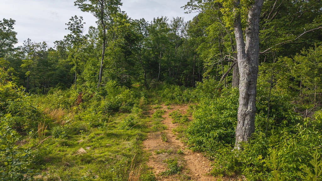 Lot 3 Shortcut DR - Photo 16