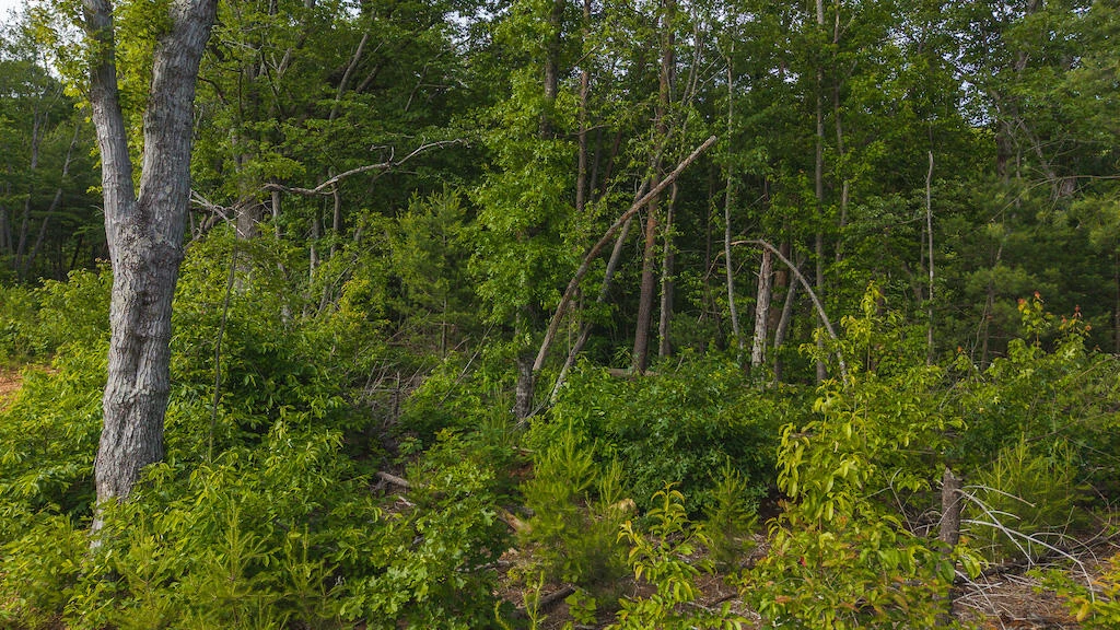Lot 3 Shortcut DR - Photo 17