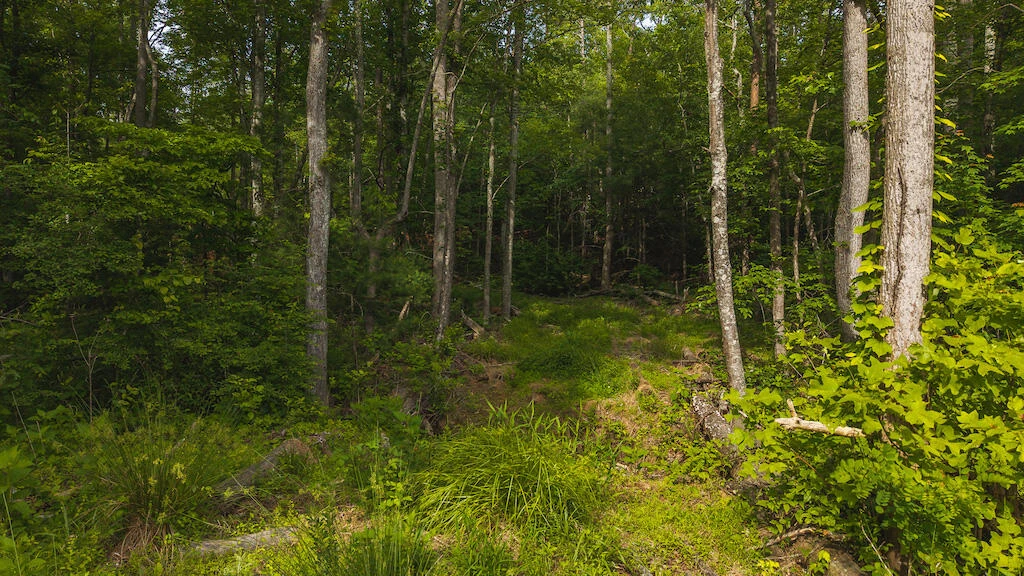 Lot 3 Shortcut DR - Photo 4