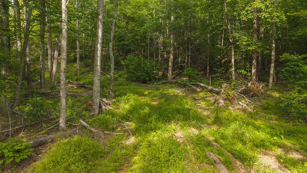 Lot 3 Shortcut DR - Photo 6