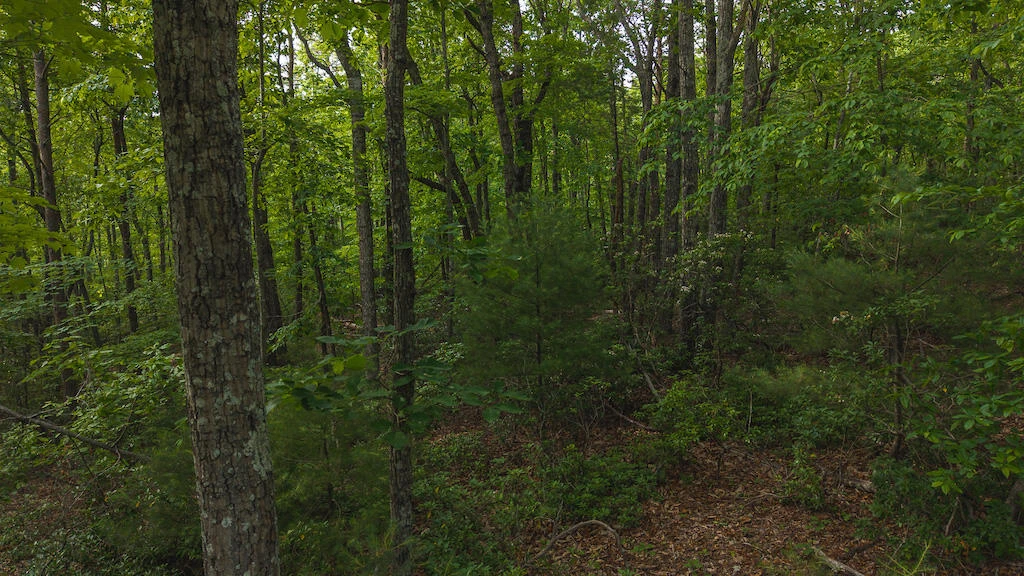 Lot 4 Shortcut DR - Photo 7