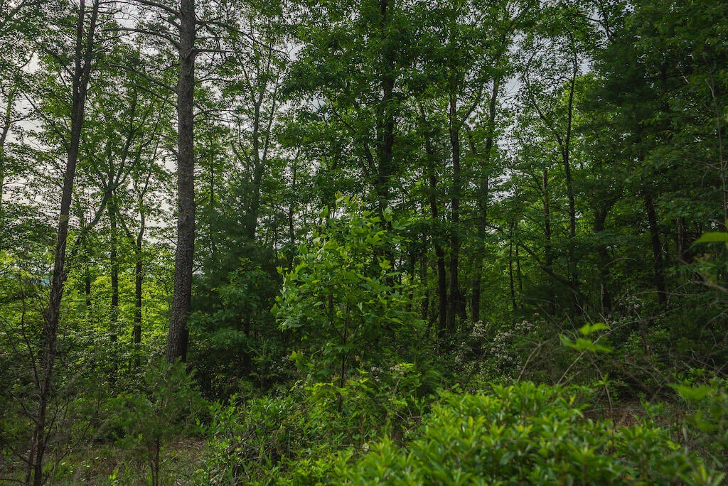 Lot 4 Shortcut DR - Photo 9