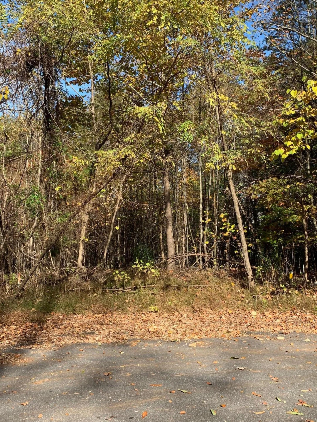 Lot 68 Peaks View DR - Photo 3
