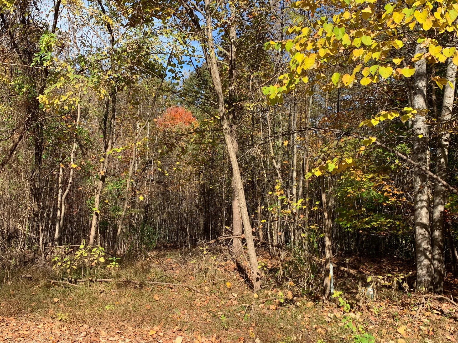 Lot 68 Peaks View DR - Photo 4