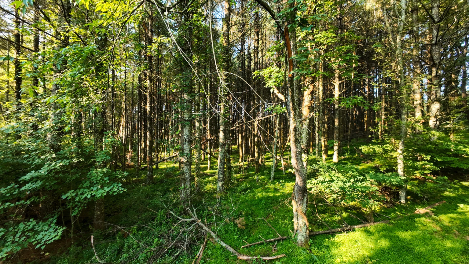 Tract 4 Merifield RD - Photo 14