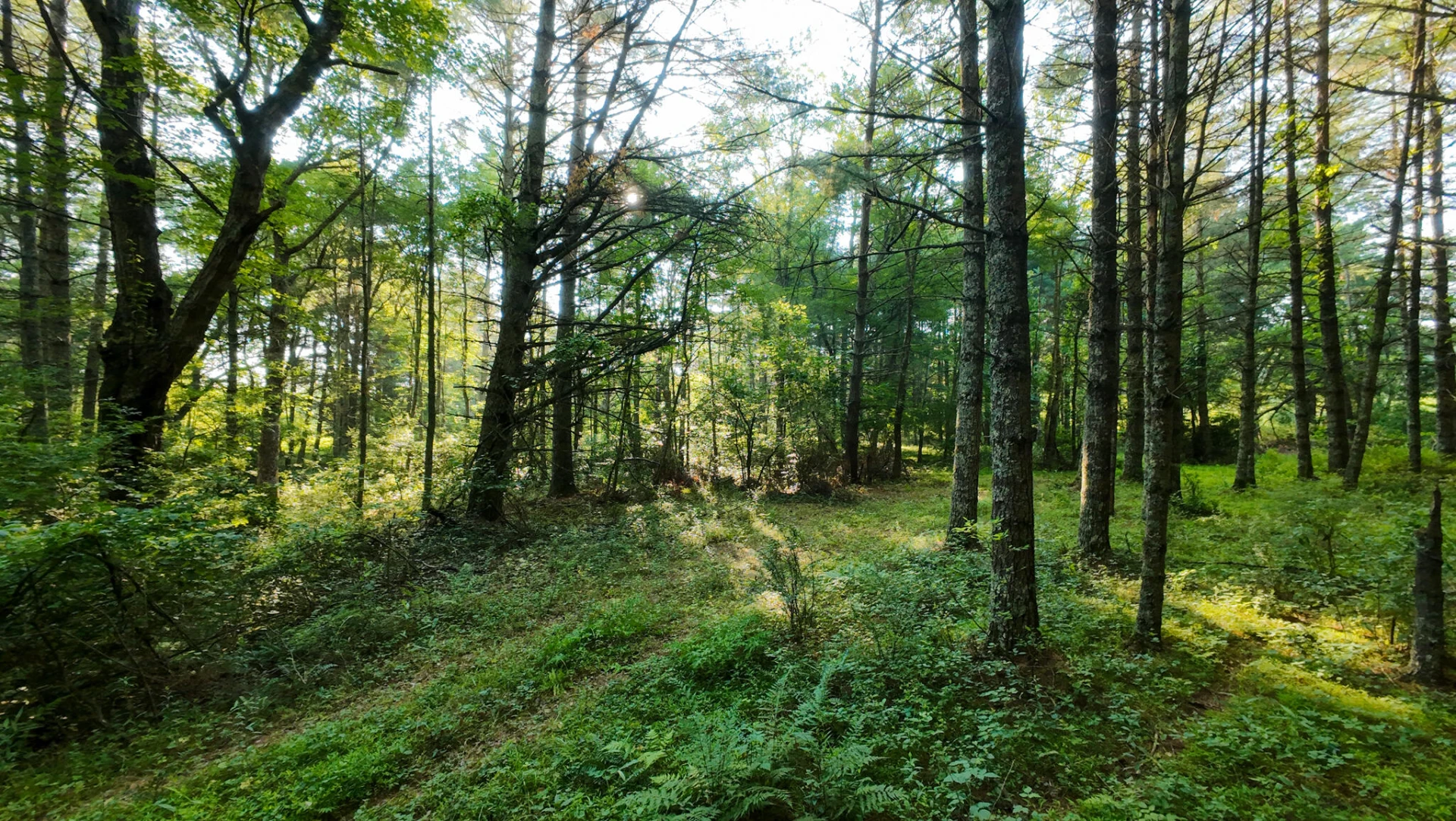 Tract 4 Merifield RD - Photo 15