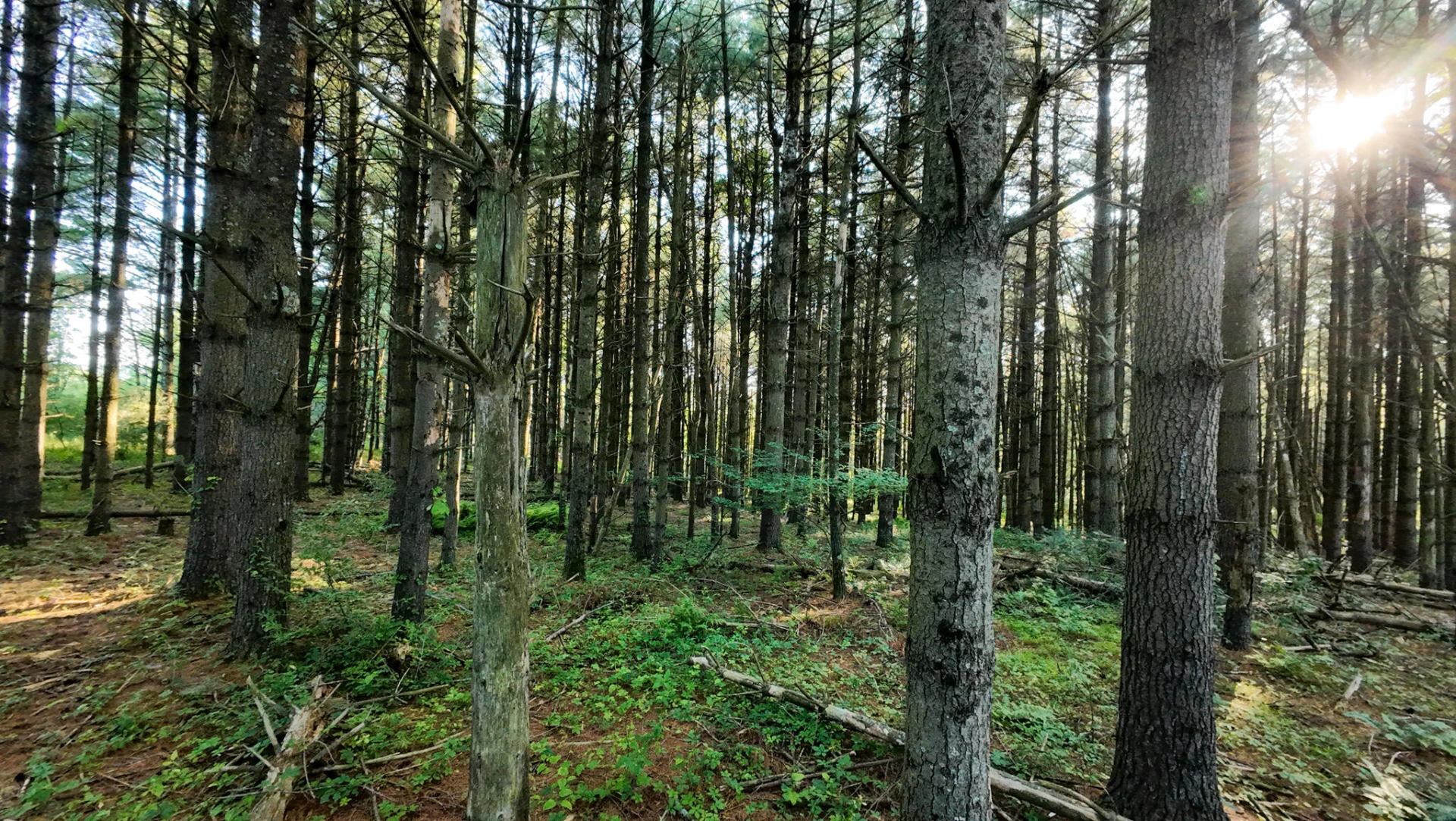 Tract 4 Merifield RD - Photo 16