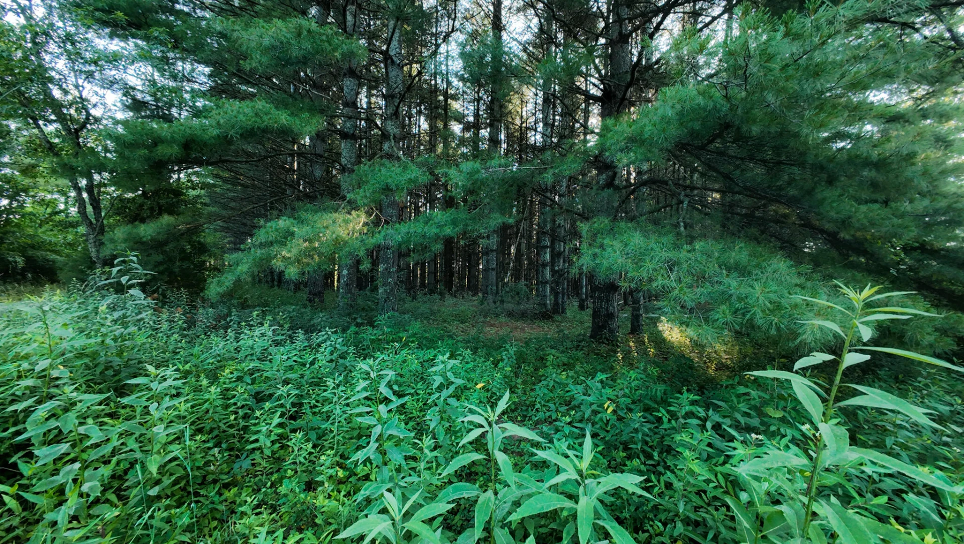 Tract 4 Merifield RD - Photo 17