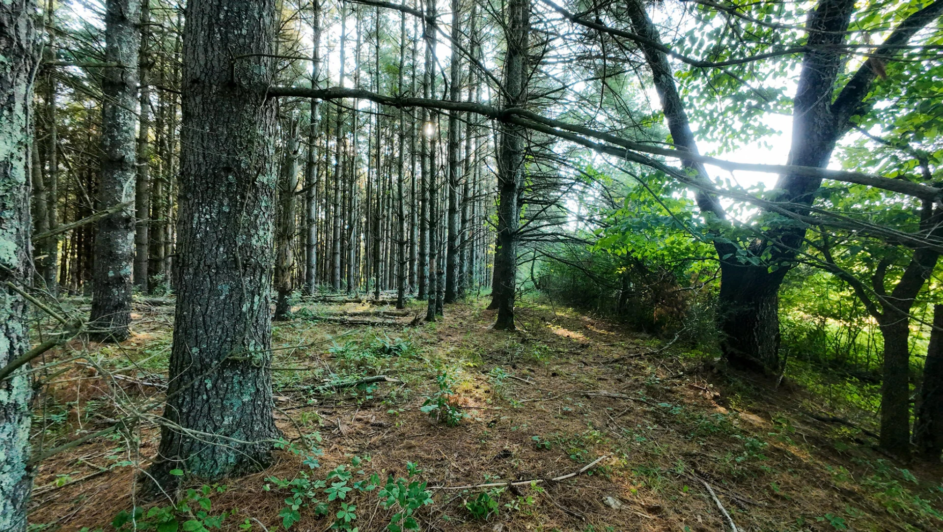 Tract 4 Merifield RD - Photo 9