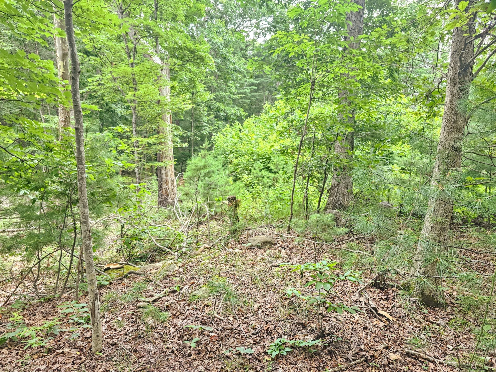 0 Hoot Owl RD - Photo 4
