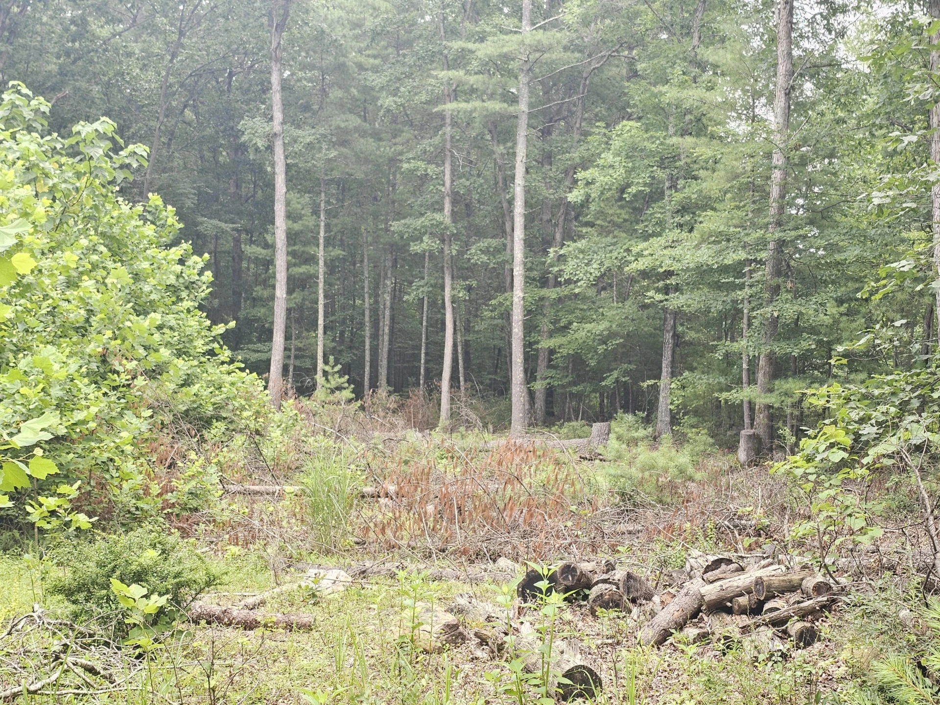 0 Hoot Owl RD - Photo 5