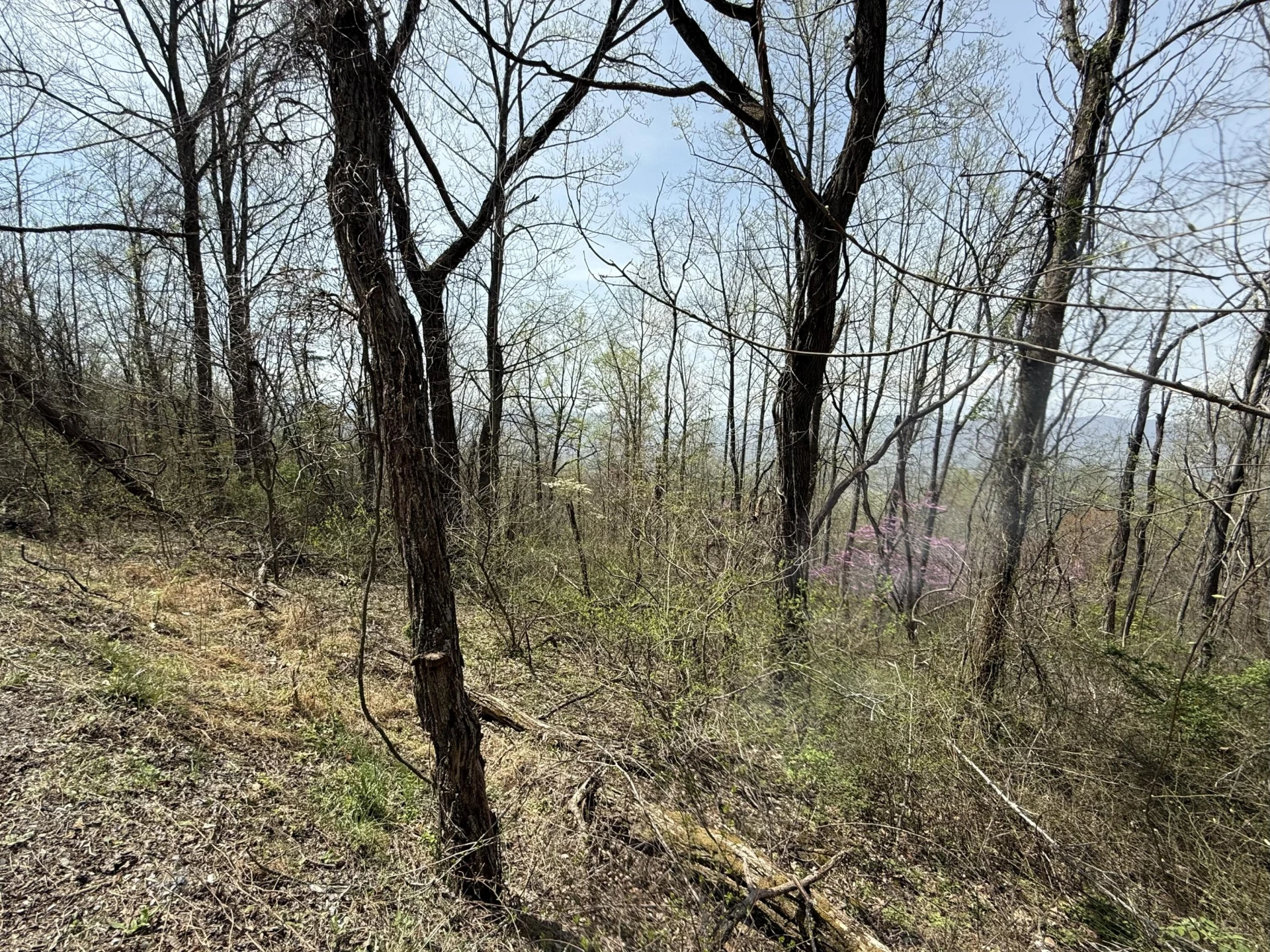Lot 1 & 2 Murray Hollow RD - Photo 11