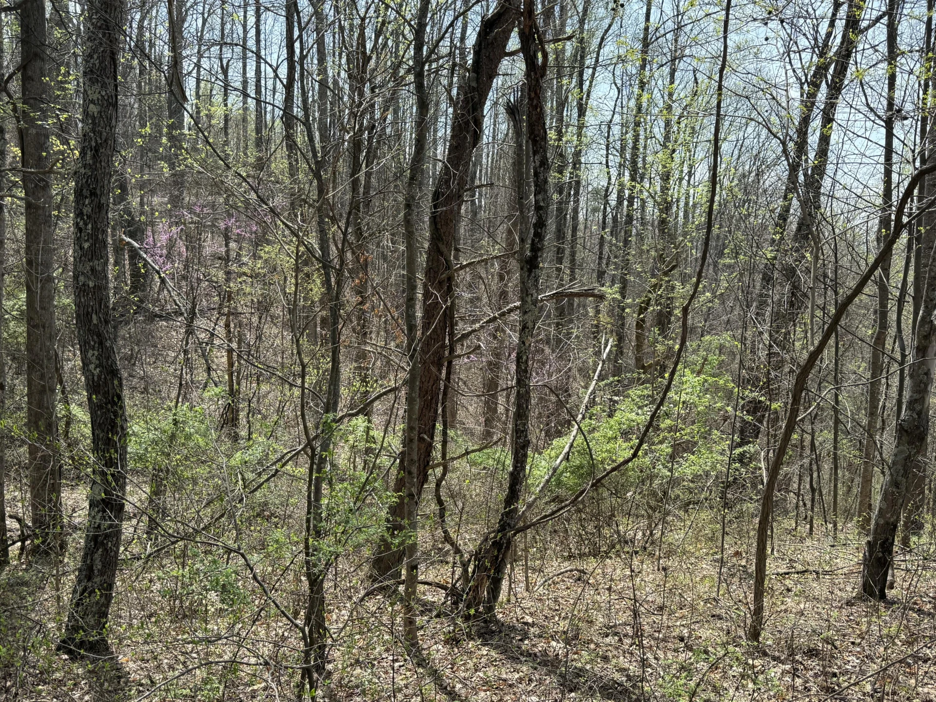 Lot 1 & 2 Murray Hollow RD - Photo 12
