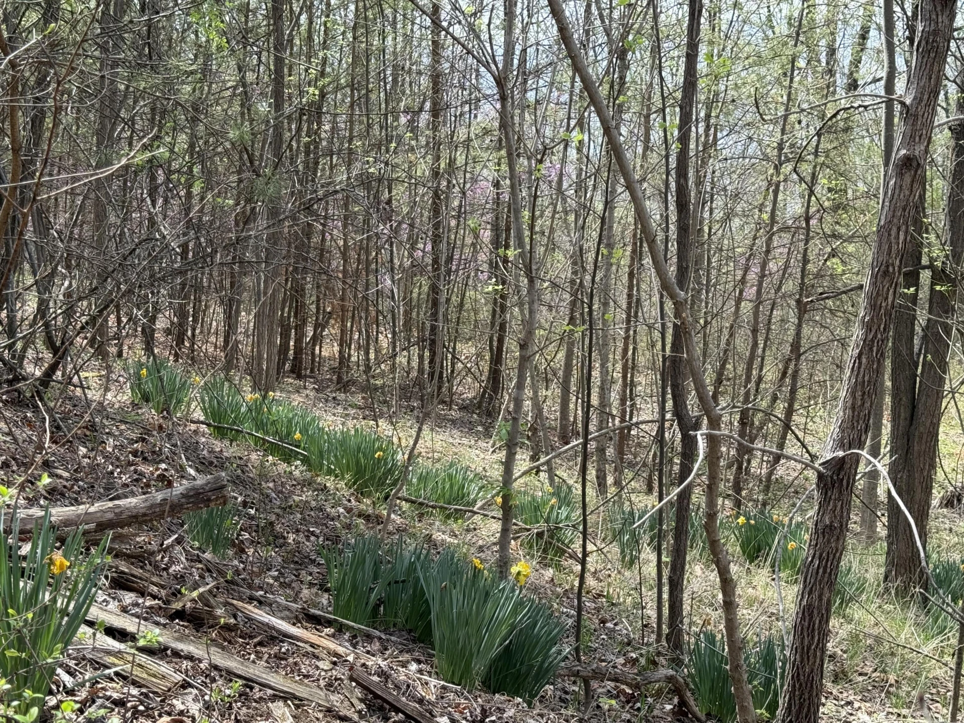 4408 Murray Hollow RD - Photo 25