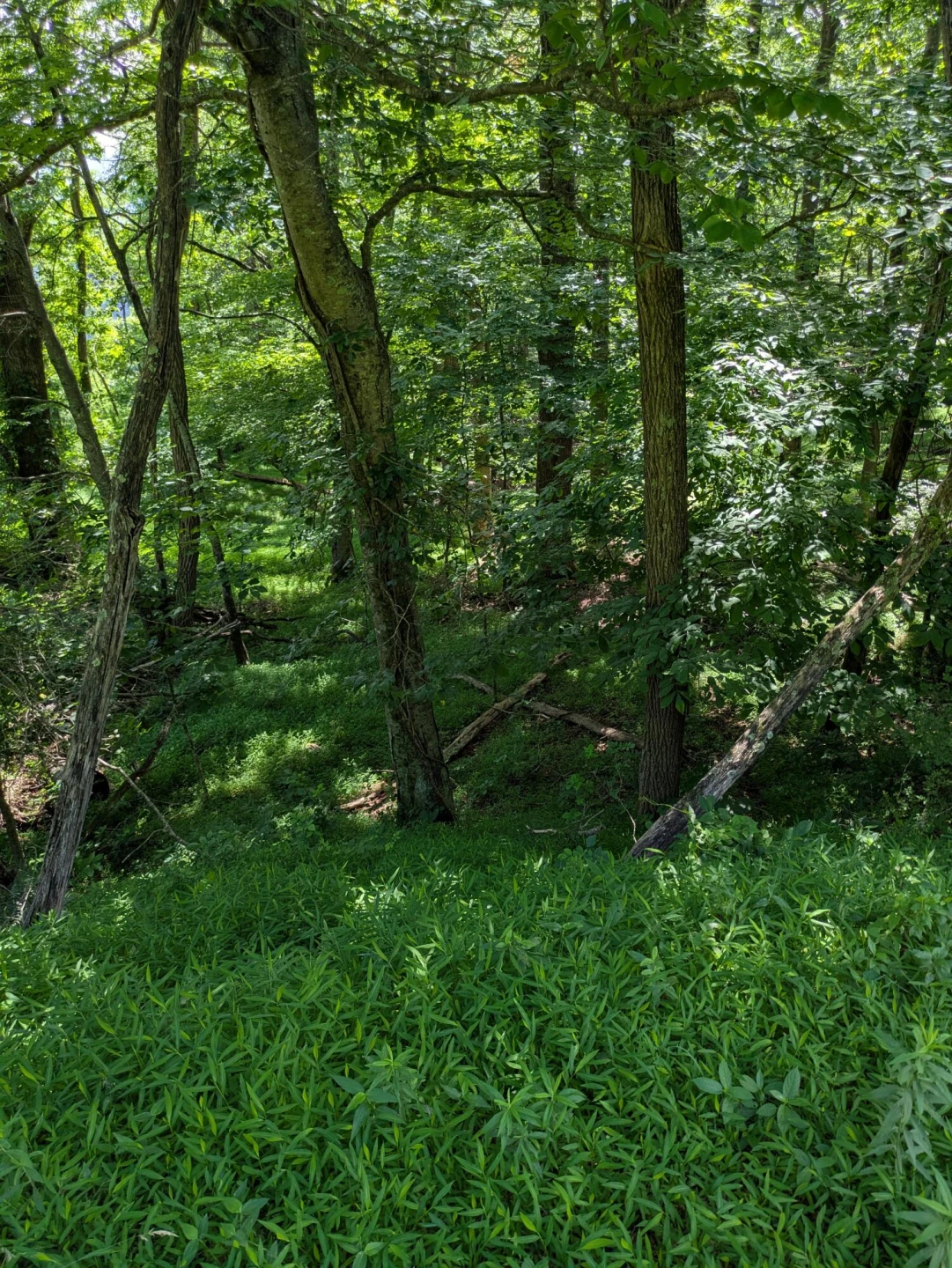 Lot 5 Elk Spur RD - Photo 10