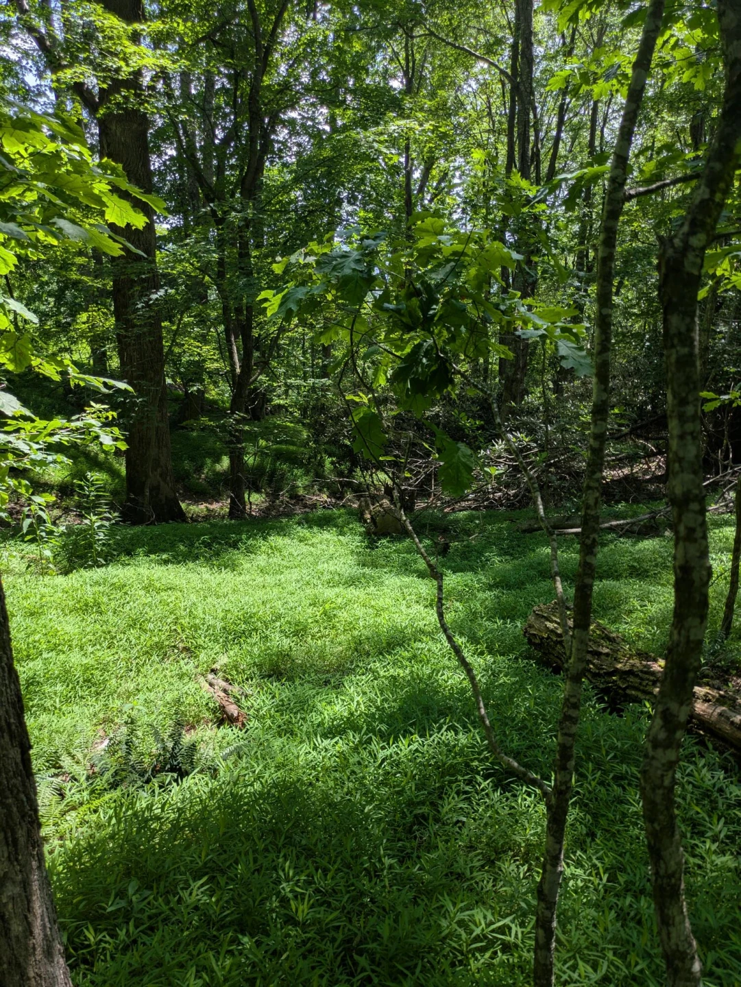 Lot 5 Elk Spur RD - Photo 11