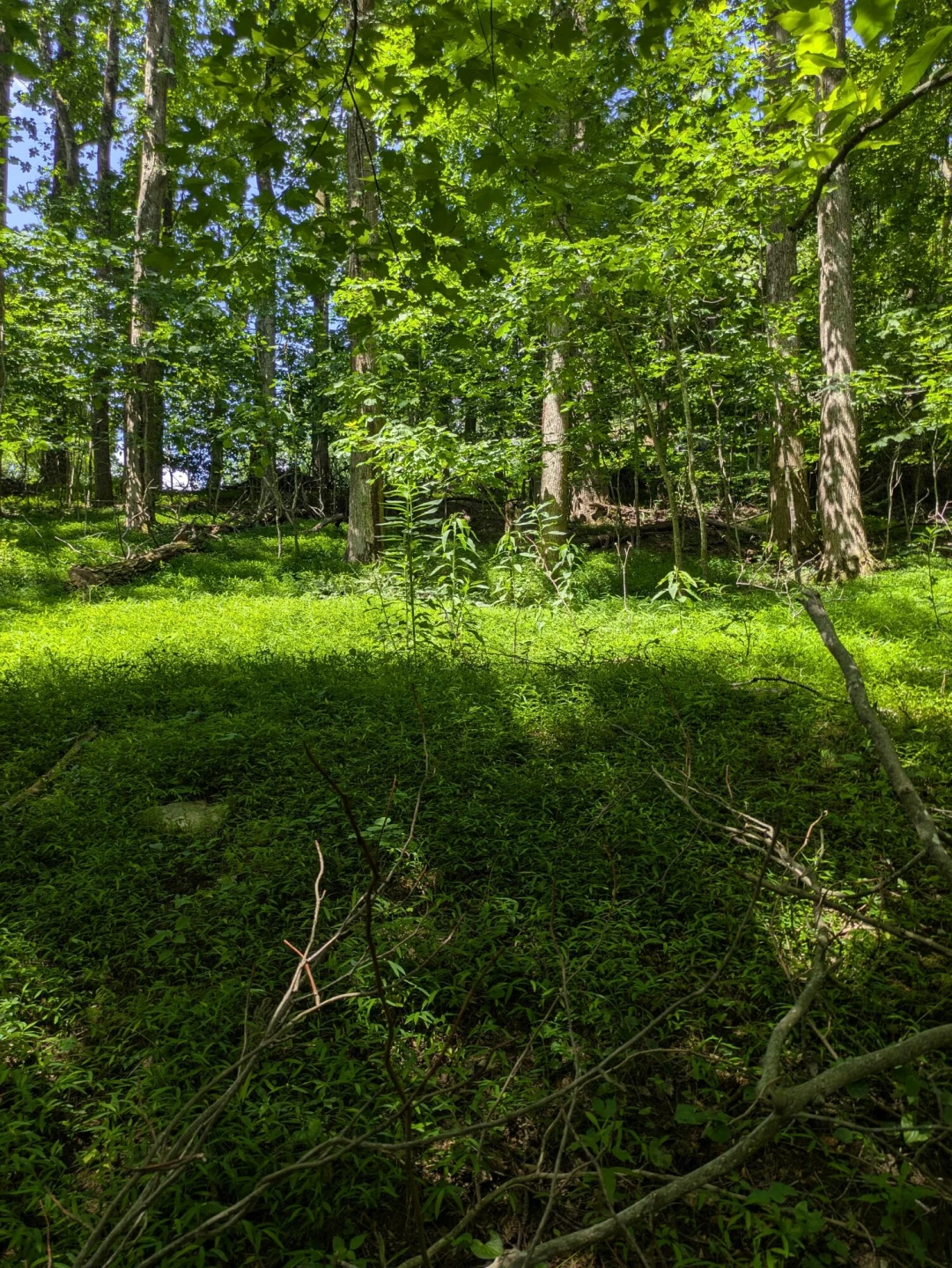 Lot 5 Elk Spur RD - Photo 12