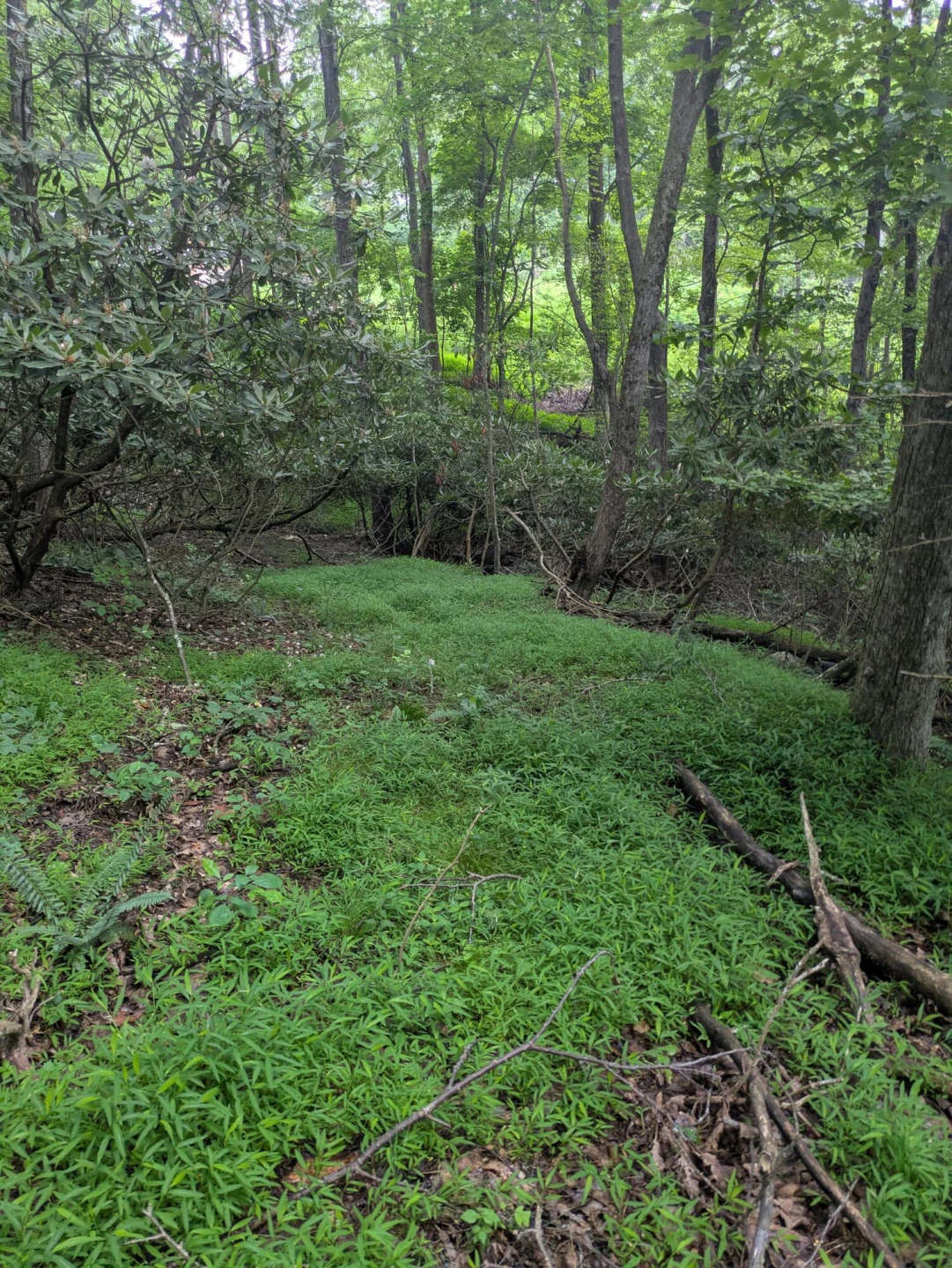 Lot 5 Elk Spur RD - Photo 2