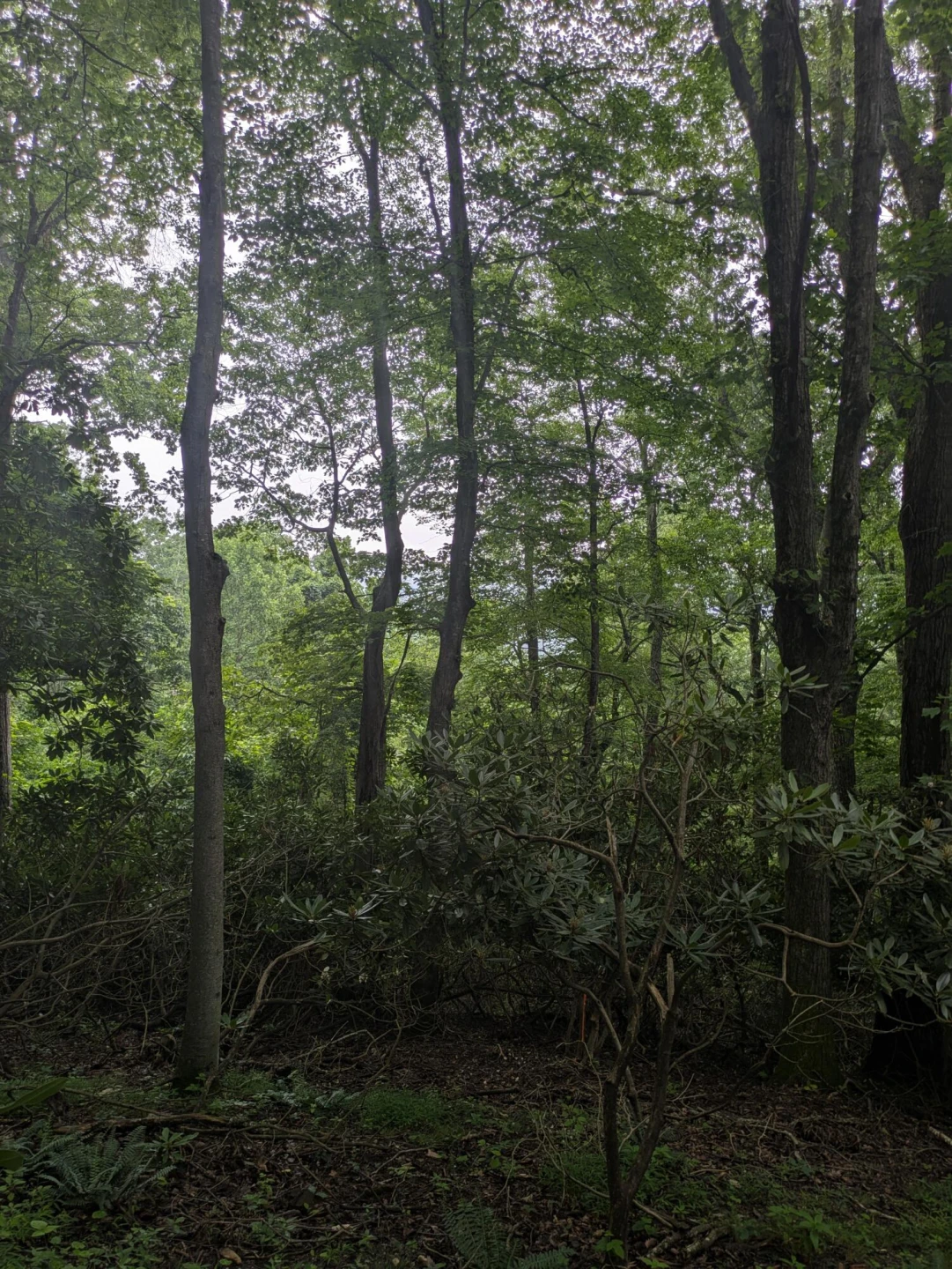 Lot 5 Elk Spur RD - Photo 4