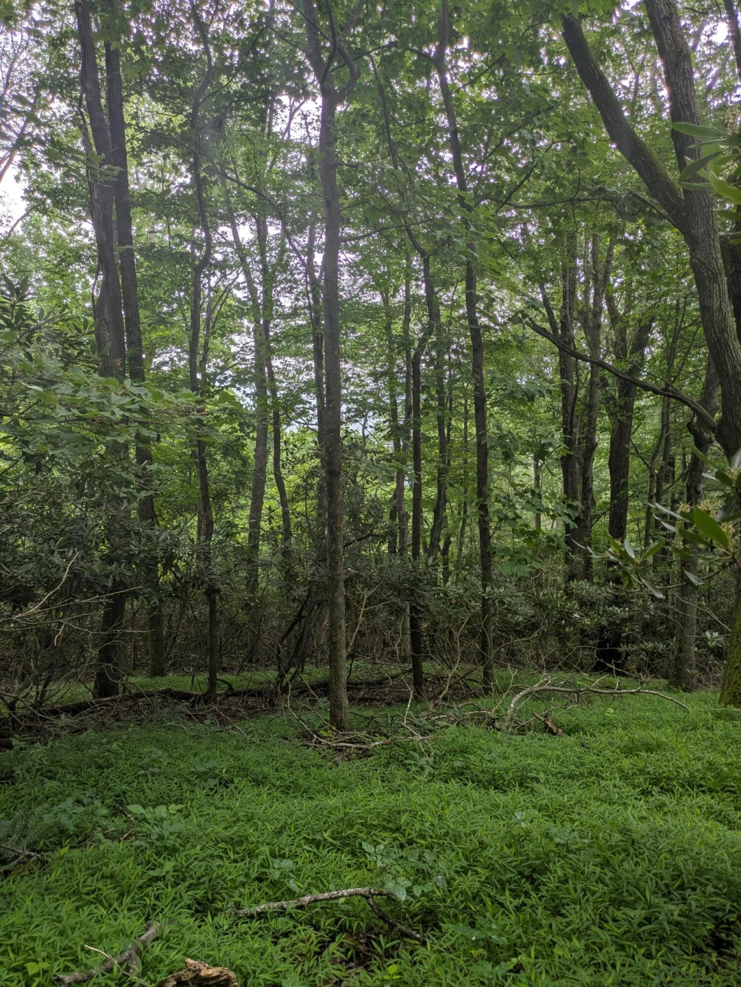 Lot 5 Elk Spur RD - Photo 5