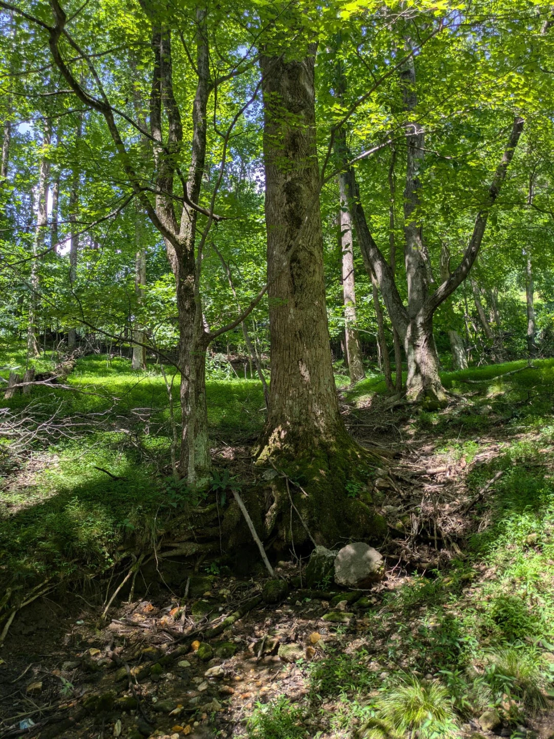 Lot 5 Elk Spur RD - Photo 6