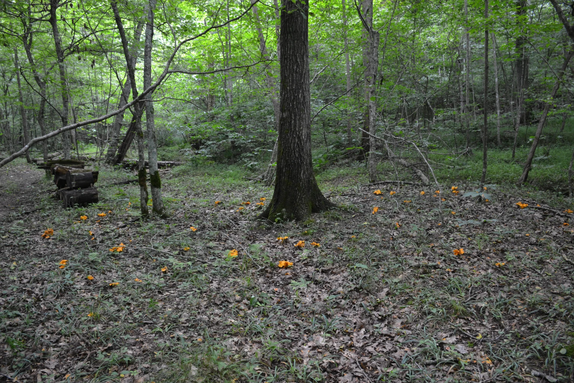 469 Tall Tree RD - Photo 14