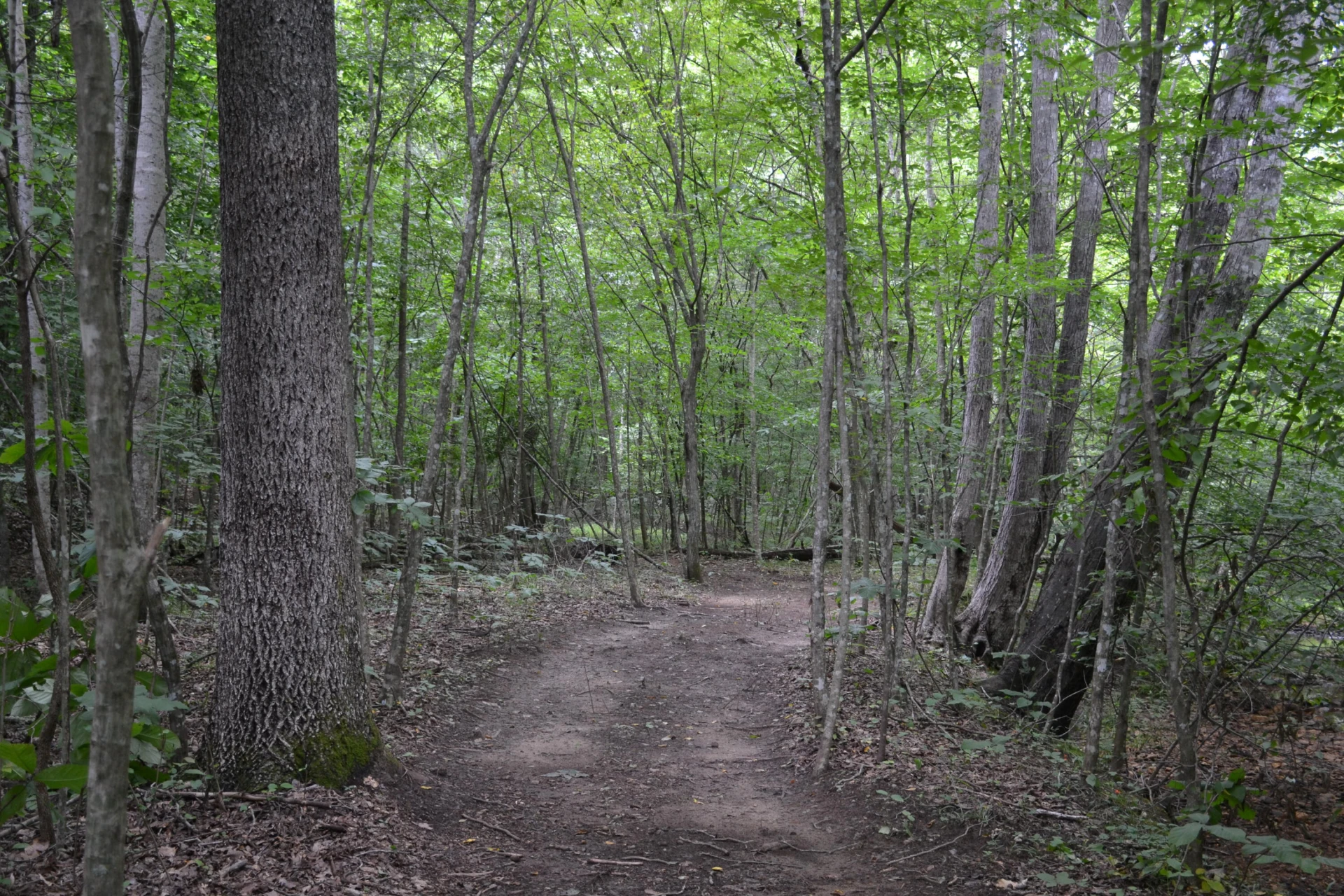 469 Tall Tree RD - Photo 44