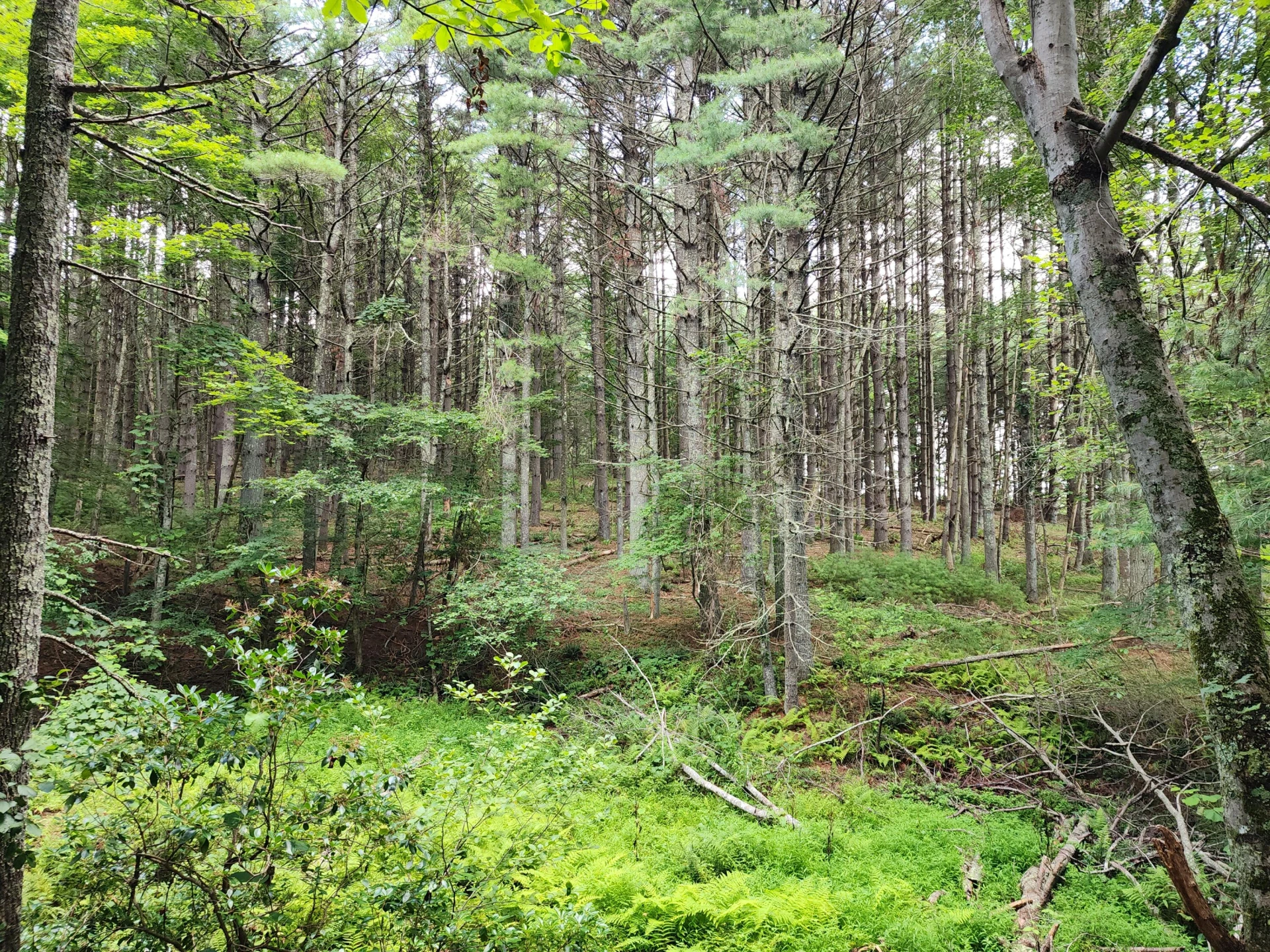 885 Music RD - Photo 49
