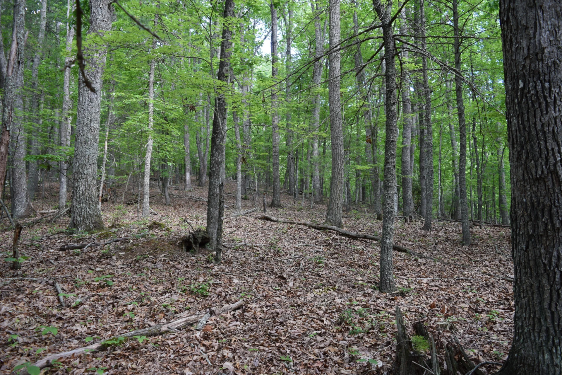 1866 Firehouse RD - Photo 15